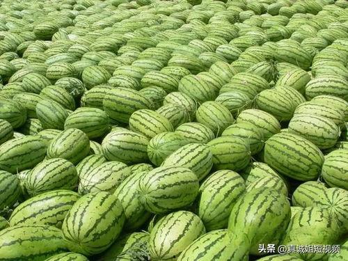 每日大赛在线吃瓜入口,在线吃瓜入口，揭秘精彩瞬间