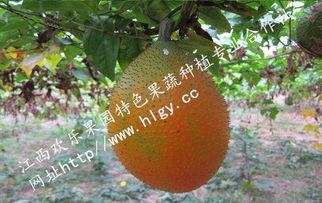 吃瓜天堂,吃瓜天堂背后的故事
